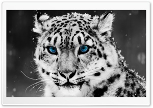 Snow Leopard - Black And...