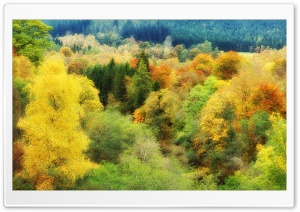 Autumn Colors Background