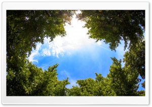 Sky Through Trees