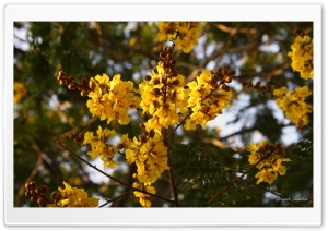 Yellow Gulmohar Flowers . .