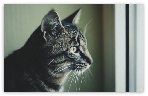 Download Melancholic Cat UltraHD Wallpaper