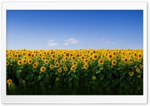 Sunflower Field Aesthetic