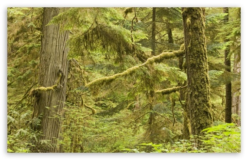 Download Old Growth Rainforest In Pacific Rim National... UltraHD Wallpaper