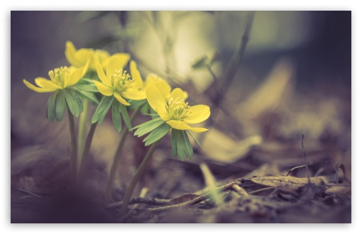 Download Yellow Spring Flowers Macro UltraHD Wallpaper