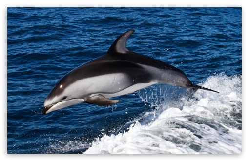 Download Dolphin Jumping UltraHD Wallpaper