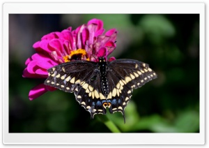 Black Swallowtail On A Zinnia...