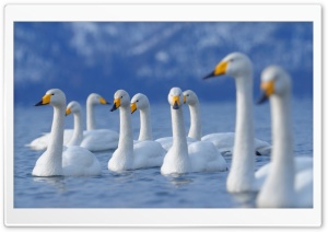 Flock Of Swans