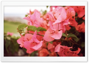 Bougainvilleas In Kapalua