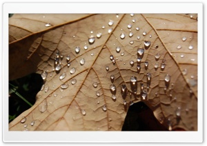 Water Drops On A Dried Maple...