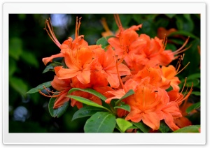 Orange Azaleas Flowers