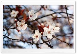 Cherry Plum Flowers Spring