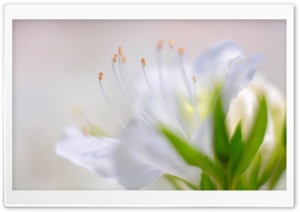 White Azalea Flower