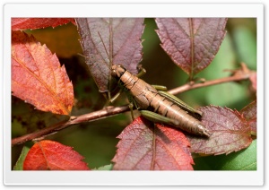 Camouflaged Grasshopper