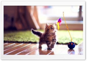 Cute Kitten Playing