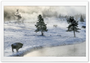 Bison In Winter