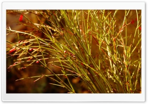 Bulb Flower Stems