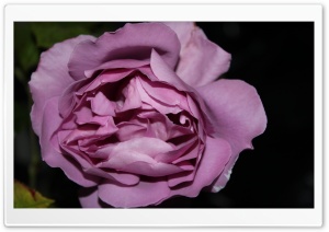 Purple Rose Just Like Silk