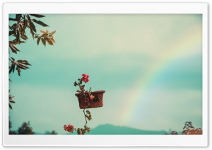 The Flower Pot and The Rainbow