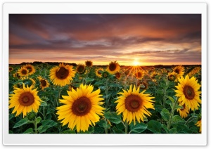 Magic Landscape Sunflower...