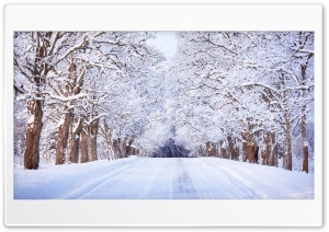 Road, Winter, Trees