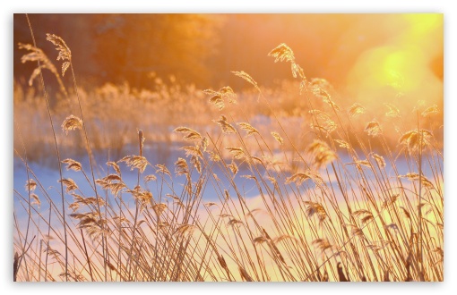 Download Reeds In The Morning Sun UltraHD Wallpaper