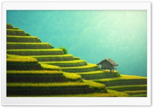 Rice Terraces Mountain Landscape