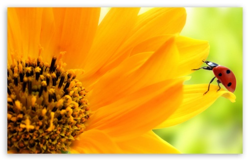 Download Sunflower And Ladybug UltraHD Wallpaper