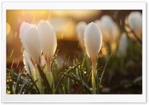 Crocus Flower In The Morning