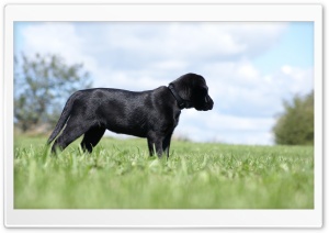 Labrador Retriever Puppy