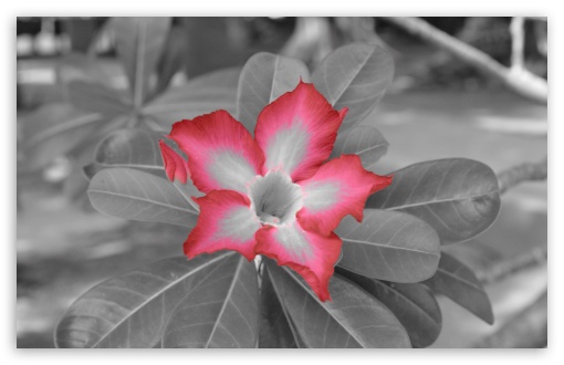 Download Red Flower UltraHD Wallpaper