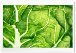 Green Lettuce Leaf Close-up