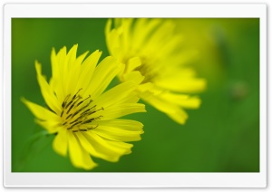 Yellow Ixeris Debilis Flowers...
