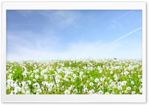 White Dandelions Field