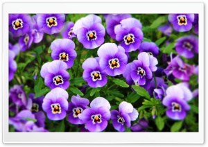 Purple Pansies