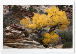 Yellow Tree, Rocks, Zion, Fall