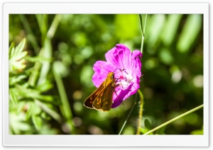 A Small Brown Butterfly on a...