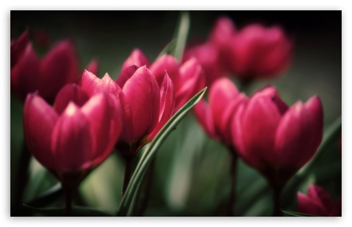 Download Beautiful Tulips UltraHD Wallpaper