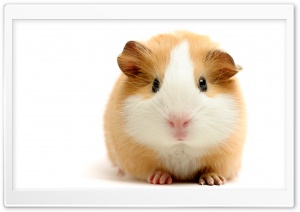 Cute Guinea Pig