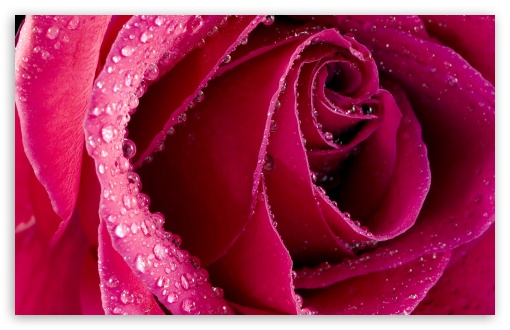 Download Beautiful Rose Bud UltraHD Wallpaper