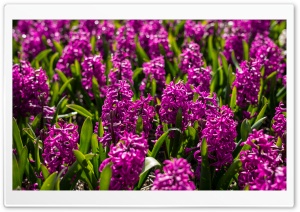 Violet Hyacinths Flowers, Spring