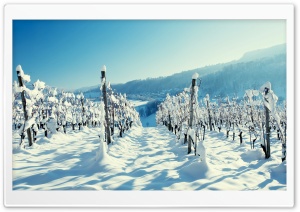 Snow In The Vineyard