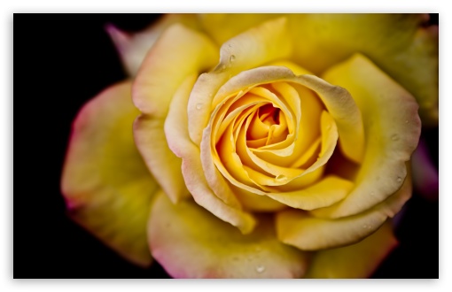 Download Yellow Rose Macro UltraHD Wallpaper