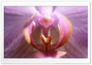 Lips Of The Orchid
