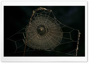 Delicate Spider Web Sneznik...