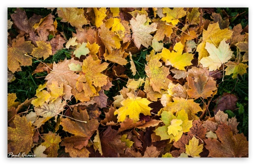 Download Autumn Leaves UltraHD Wallpaper