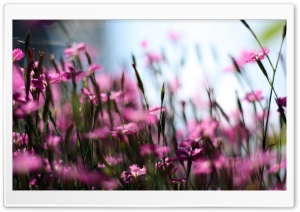 Pink Dianthus Field