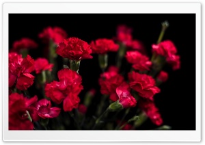 Red Carnations Flowers