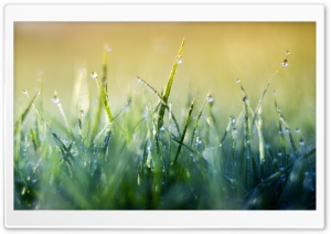 Grass Macro V