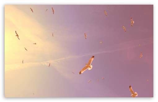 Download Flying Seagulls UltraHD Wallpaper