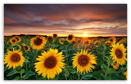 Download Magic Landscape Sunflower Garden Background UltraHD Wallpaper